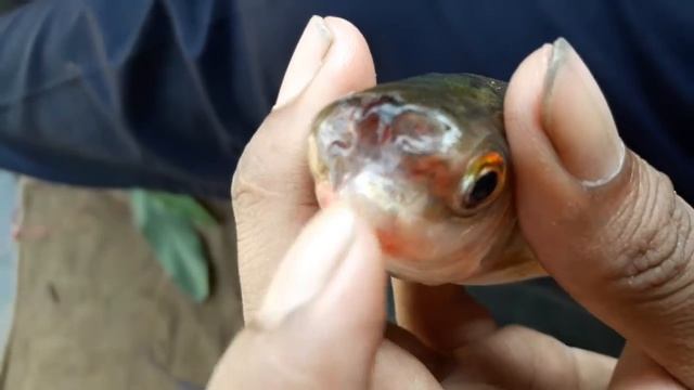 fish without mouth смотреть онлайн