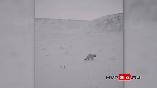 Четырем песцам на Ямале повесили спутниковые ошейники смотреть онлайн