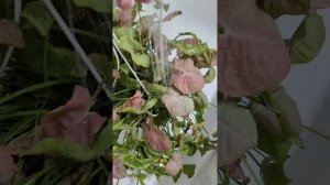 Горячий душ для комнатных растений.