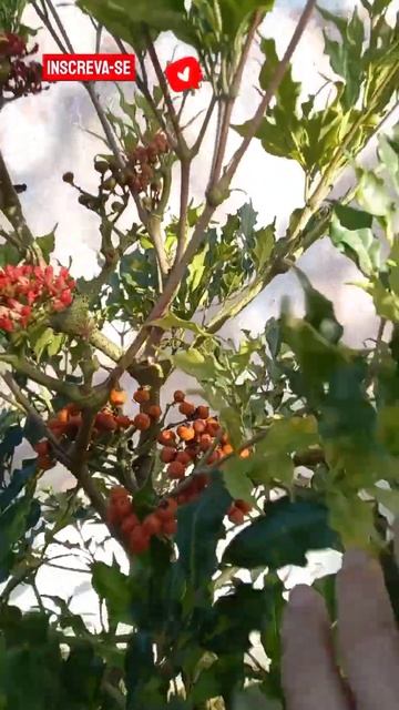 planta de fácil cultivo смотреть онлайн