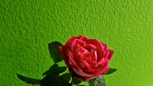 #Акапеллароза #Acapella неотразимая сладко ароматная роза, сезон 2023.