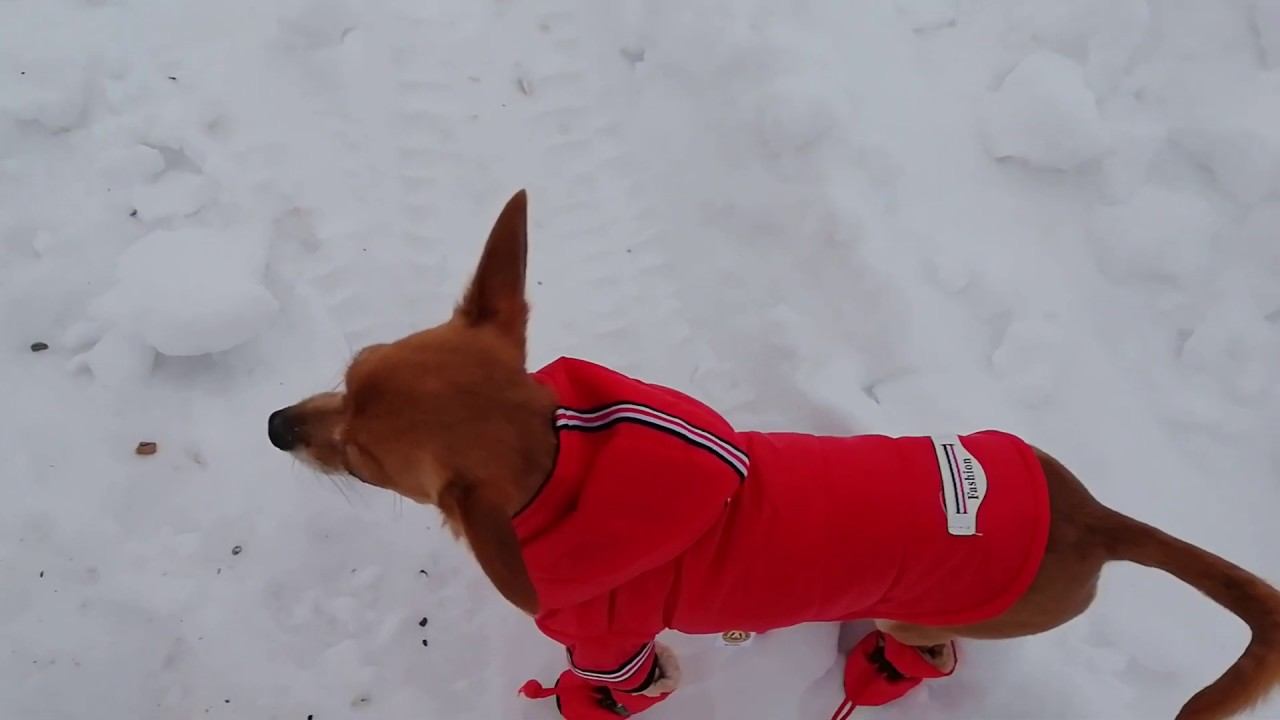 У Лизы обновки ))) смотреть онлайн