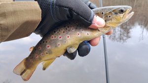 Рыбалка на лесной речке. Форель