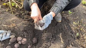 ДИЕТИЧЕСКИЙ  сорт картофеля ЧУДЕСНИК