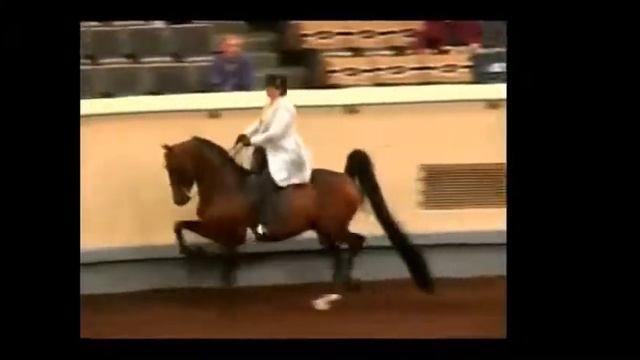 TARA'S FIREWALKER English Pleasure/Pleasure Driving Morgan смотреть онлайн