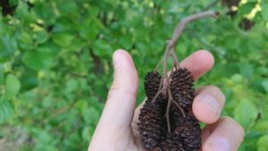 Шишки ольхи в аквариуме - полезный природный помощник #аквариумистика #aquariumhobby #beautyofnatur