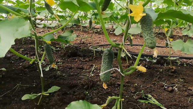 огурцы начало плодоношения смотреть онлайн