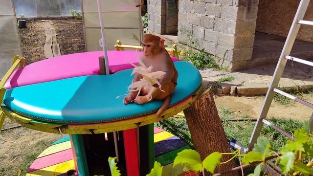 Обезьянки наслаждаются погодой и своими делами. Гоша в поисках пропитания, Маруся с детьми смотреть онлайн