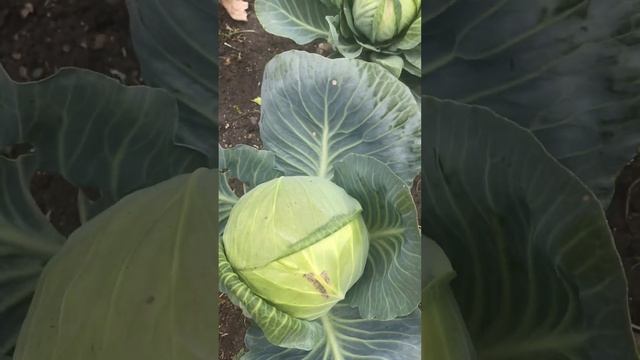 Каждый день занимаюсь,одним и тем же,кормёжка и уборка. смотреть онлайн