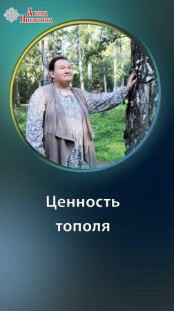 Ценность тополя. Полезные свойства и применения | Арина Никитина