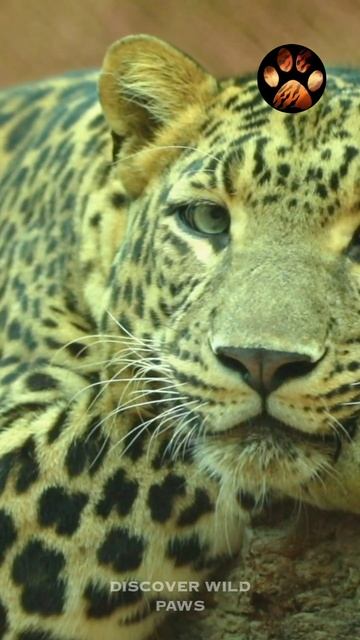 Why are Panthers Black? Are they a different specie? #discoverwildpaws #shorts смотреть онлайн