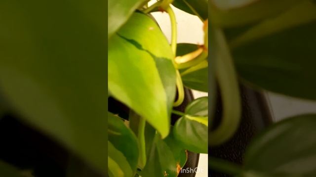 Растения для фитокартины после обрезки #вертикальноеозеленение #verticalgarden