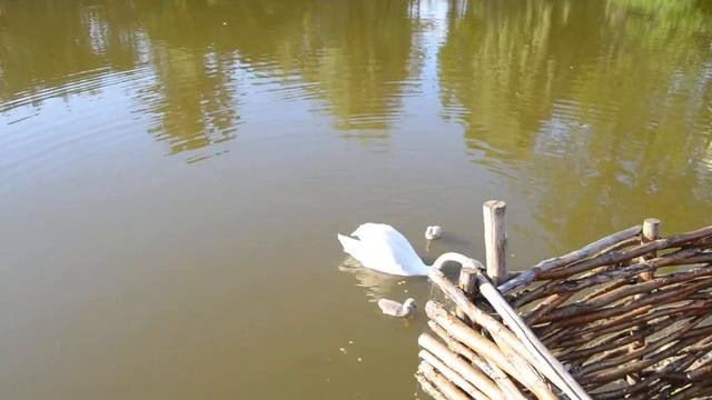 №15.Миргород курорт.Кормим лебедей. смотреть онлайн