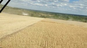 Уборка зерновых. АКРОС 595 плюс