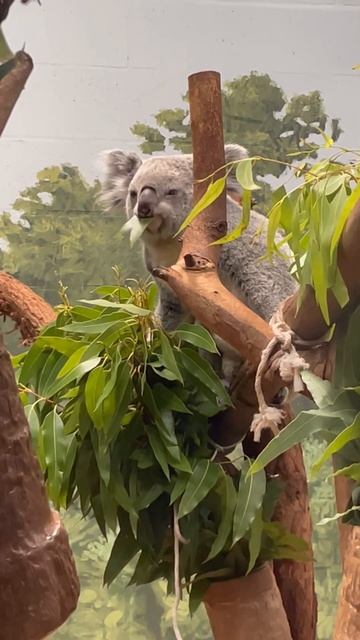 Dinner time #koala #Lowry Park Zoo #zoo Tampa смотреть онлайн