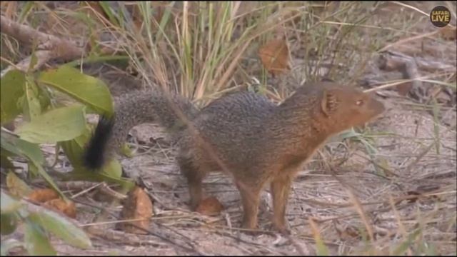 Safari Live : Slender Mongoose on drive this morning with Tristan March 28, 2018 смотреть онлайн