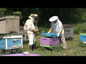 Пчелы и пенополистирольные ульи. Ульи для пчел из пенопласта.