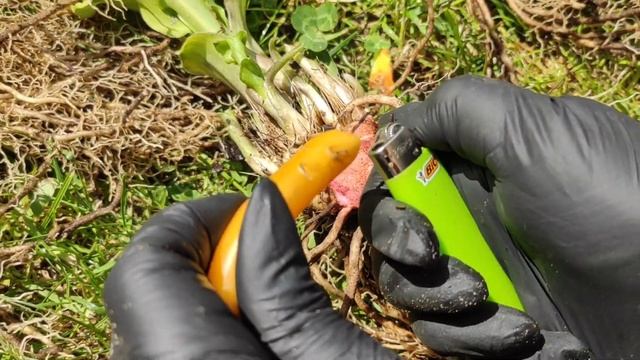 ЭКСПЕРИМЕНТ! Обработка среза корневой шейки после деления фунгицид +воск...интересно Ваше мнение🤔🤔🤔 смотреть онлайн