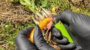 ЭКСПЕРИМЕНТ! Обработка среза корневой шейки после деления фунгицид +воск...интересно Ваше мнение🤔🤔🤔