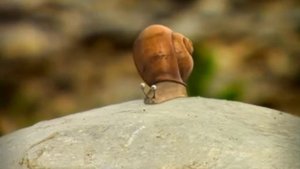 A Snail's bad day
