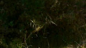 Прохожу через заросли, бойтесь змей и да я босиком на!!