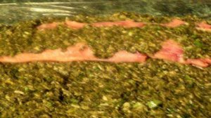 Лосось запеченный в тесте