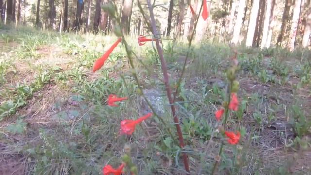 Sky Rocket Scarlet Gila Ipomopsis aggregata смотреть онлайн