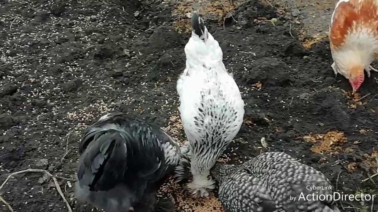 Мои цыпочки... смотреть онлайн