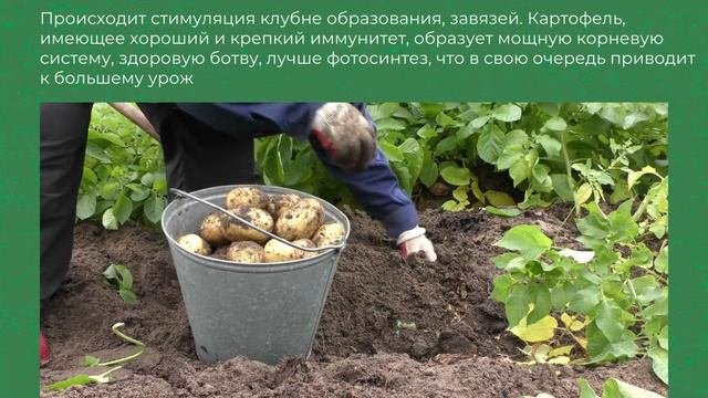 Удобрение для картофеля НИКФАН-Ж
