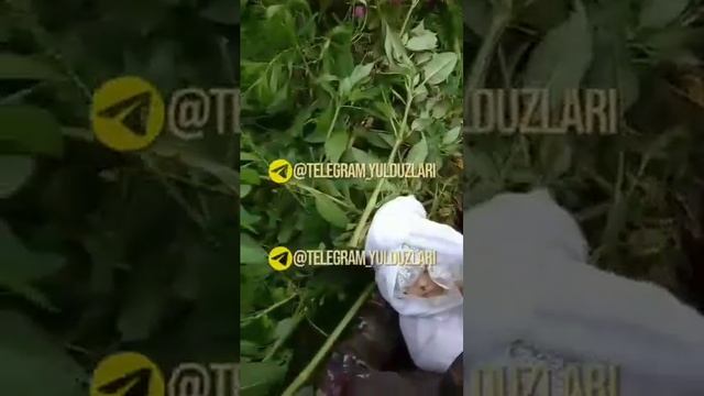 вахший котил она уз фарзандини котили(2)