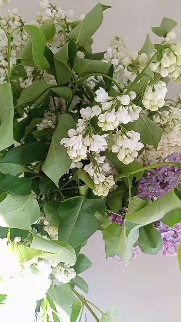 Этюд сирень маслом #сирень #живопись #картина #картинамасломнахолсте #масло