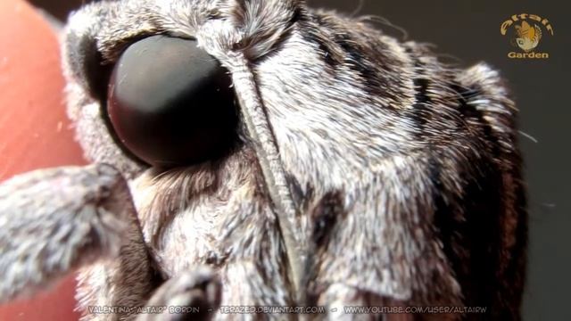 How to overwinter Agrius convovuli pupae (update 2)