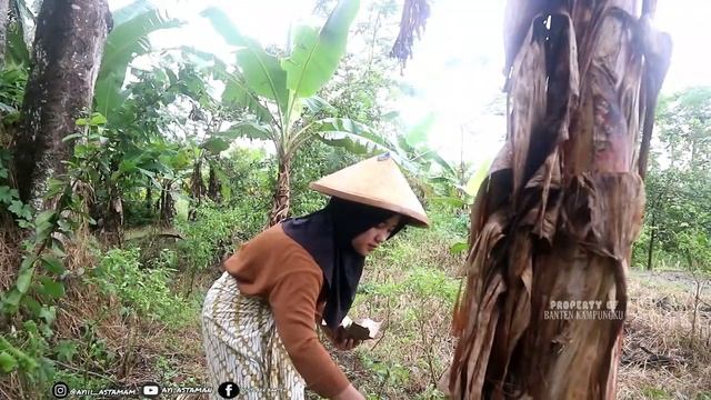 MANDIRI !! Janda Desa Cantik 23 Tahun Cari Pendamping Hidup Yang Setia смотреть онлайн