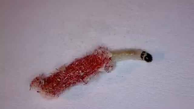 Casemaking clothes moth смотреть онлайн