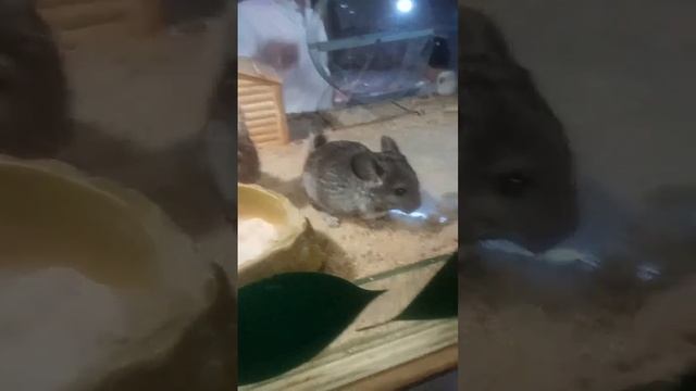 Рептилии Тюмень зоопарке смотреть онлайн