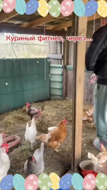 Пасха и курицы. Жизнь после переезда