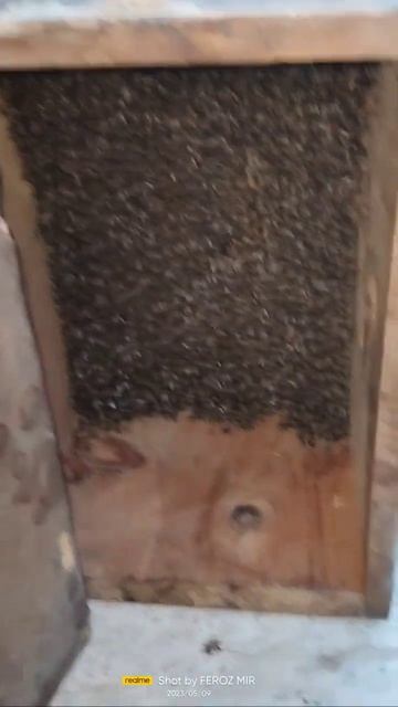 Big swarm doost ko pakad k deya|| Beekeeping at home #howto #apiscerana @Kashmiribeekeeper смотреть онлайн