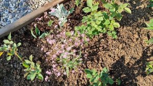 Однолетняя гипсофила - нежное и воздушное растение для цветников и контейнеров