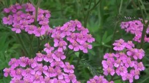 Летние радости