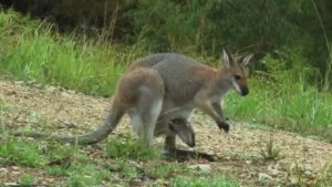 3_Проект менеджер ваша печень_Барбара_Онил