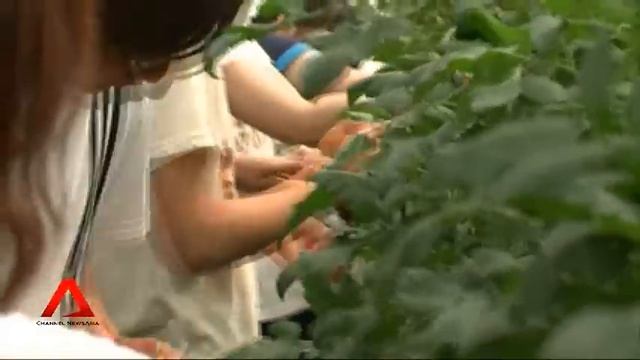 New Generation Farmers in Japan смотреть онлайн