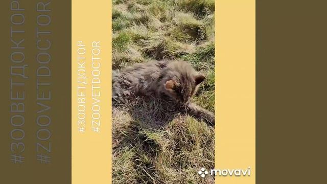 История спасения бездомного животного, борьба кота за каждый вдох и выдох смотреть онлайн