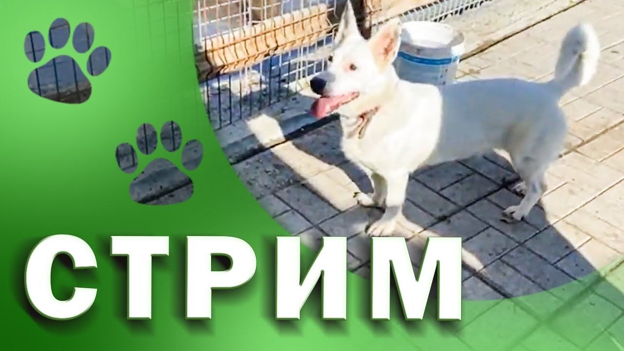 СТРИМ: Гости в приюте Хвостатое счастье. Экскурсия по приюту