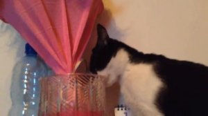Кошка любит цветы