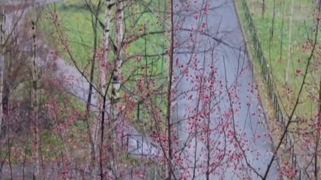 снегири. за окном. смотреть онлайн