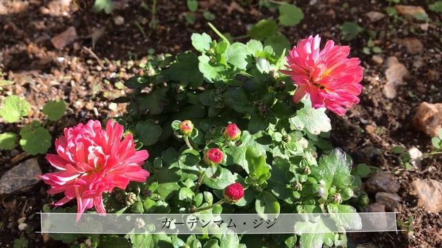 2023/10月秋の庭 смотреть онлайн