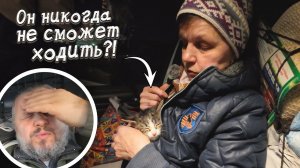 Собака с хрустальными костями?! / Грузим мешки корма в приют на 100 000?!  /  Забираем двух хвостов!
