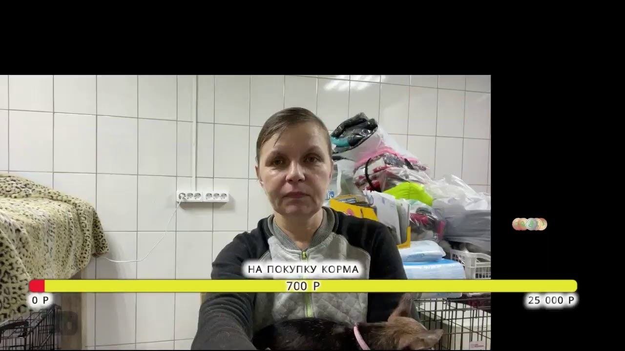 Спасение животных/ Вечер в приюте «Хвостатое счастье»/ Рассказываем истории наших питомцев