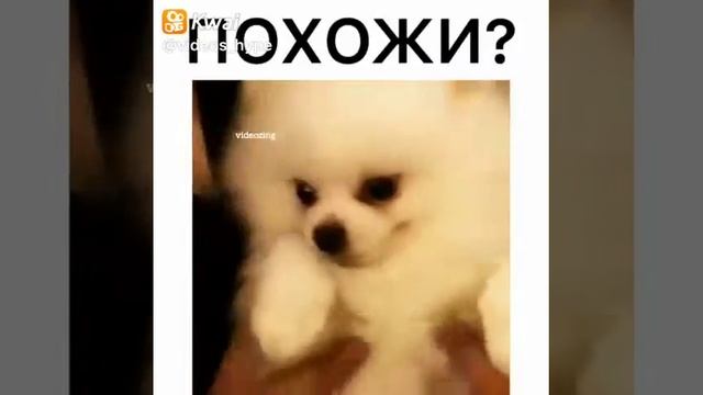 videos_hype:•
•
•
•
•
#шпиц #Videos_hype
#видео #отзывы #инставидео #лол #лайфстайл #вайны  #вайн #