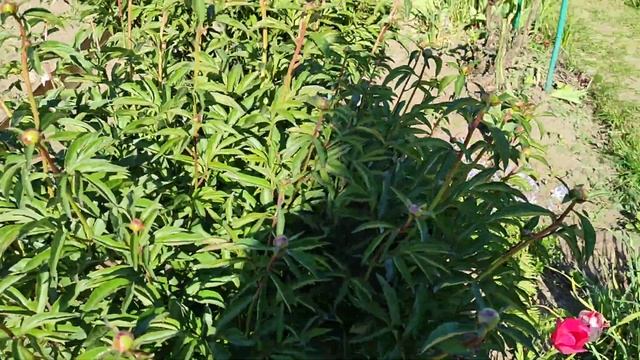 Купили дачу. Обзор с нашего участка. смотреть онлайн